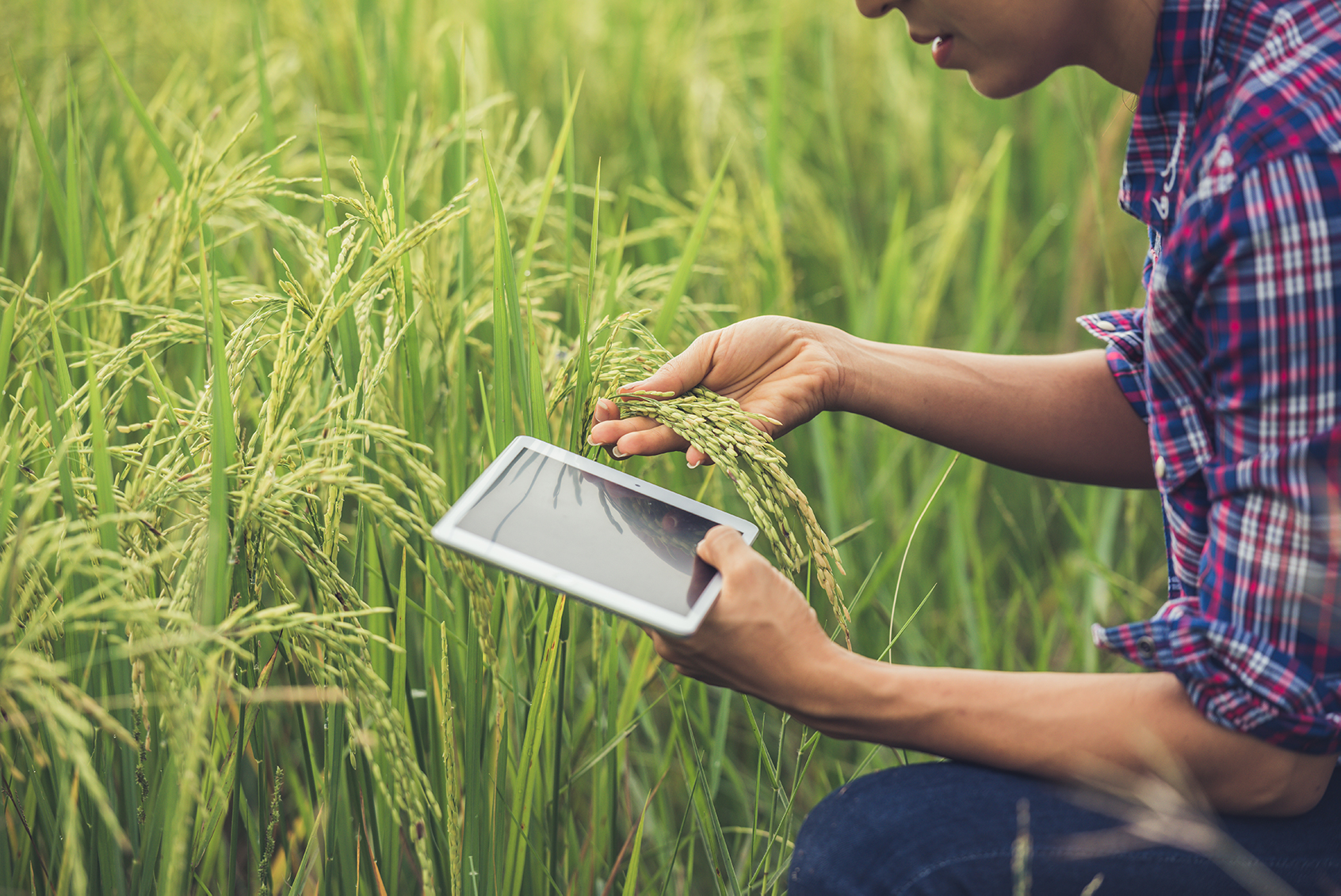 farmer-standing-rice-field-with-tablet